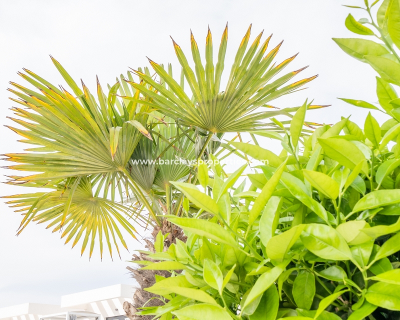 Wederverkoop - Vrijstaande Villa - Urb. El Oasis - La Marina